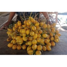 Biji Pinang Wangi-Kota Padang, Sumbar 